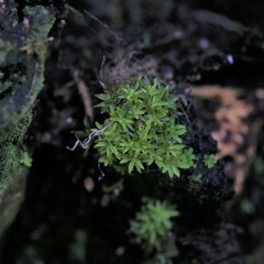 Calymperastrum latifolium