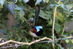 Malurus lamberti