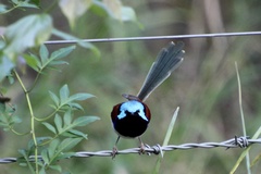 Malurus lamberti