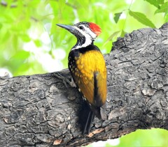 Dinopium benghalense