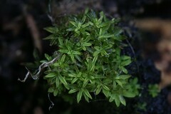 Calymperastrum latifolium