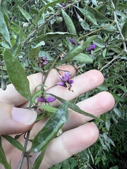 Lycium barbarum
