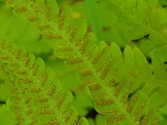 Amauropelta noveboracensis