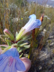 Lobostemon fruticosus