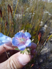 Lobostemon fruticosus