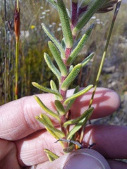 Lobostemon fruticosus