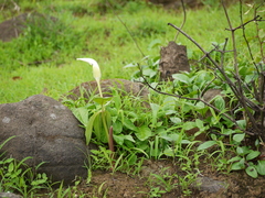 Arisaema murrayi