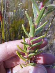 Lobostemon fruticosus