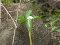 Arisaema murrayi