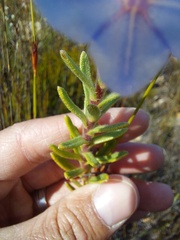 Lobostemon fruticosus