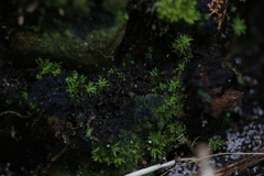 Calymperastrum latifolium