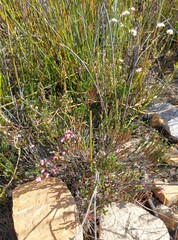 Erica umbelliflora