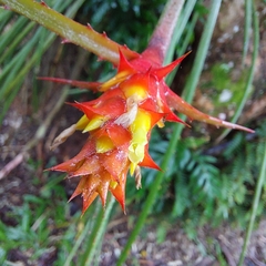 Acanthostachys strobilacea