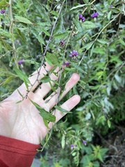 Lycium barbarum