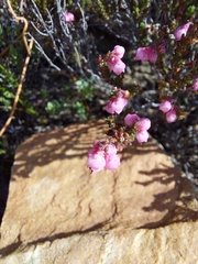Erica umbelliflora