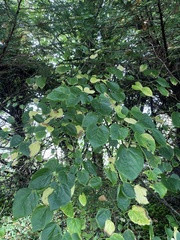 Tilia × europaea