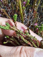 Erica umbelliflora