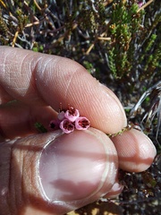 Erica umbelliflora