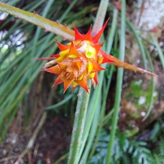 Acanthostachys strobilacea