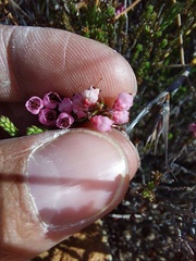 Erica umbelliflora