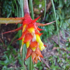 Acanthostachys strobilacea