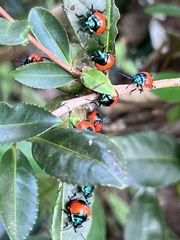 Poecilocoris latus