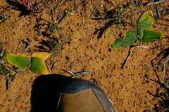 Brunsvigia bosmaniae
