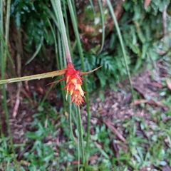 Acanthostachys strobilacea