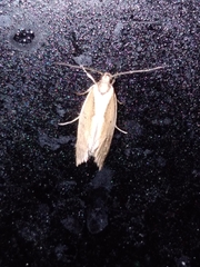 Tingena chloradelpha