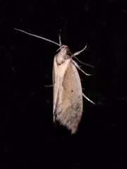 Tingena chloradelpha