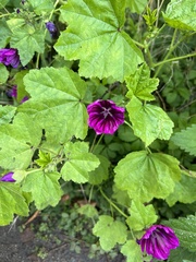 Malva sylvestris mauritiana