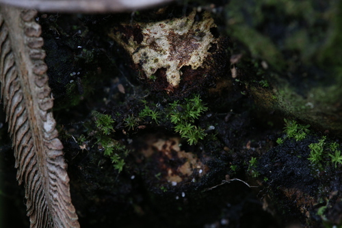 Image of Calymperastrum latifolium by (c) Hugo Innes, some rights reserved (CC BY)