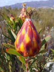 Leucadendron rubrum