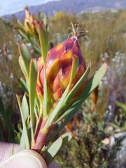 Leucadendron rubrum