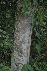 Cryptocarya elliptica