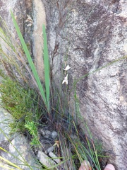 Disa bifida