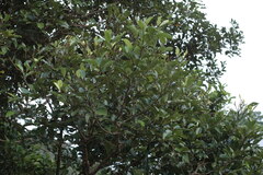 Cryptocarya elliptica