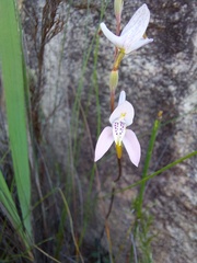 Disa bifida