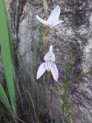 Disa bifida