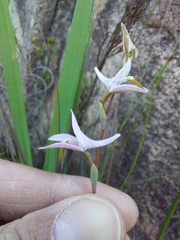Disa bifida