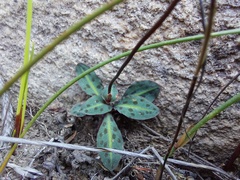 Disa bifida
