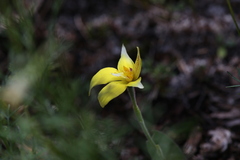 Caladenia flava flava