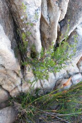 Cliffortia