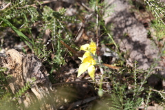 Caladenia flava flava