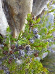 Cliffortia