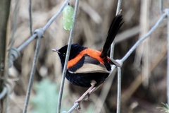 Malurus melanocephalus