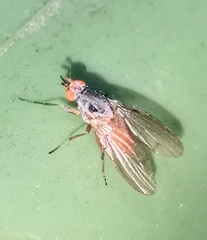 Heleomyzidae