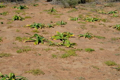 Ornithogalum xanthochlorum