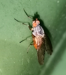 Heleomyzidae