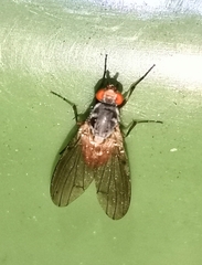 Heleomyzidae
